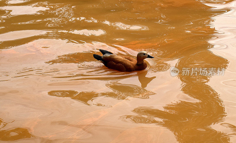 一只鸭子在亚述尔群岛弗纳斯的Terra Nostra植物园的温泉池里游泳，São米格尔岛。